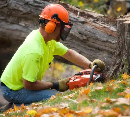 tree services Three Oaks